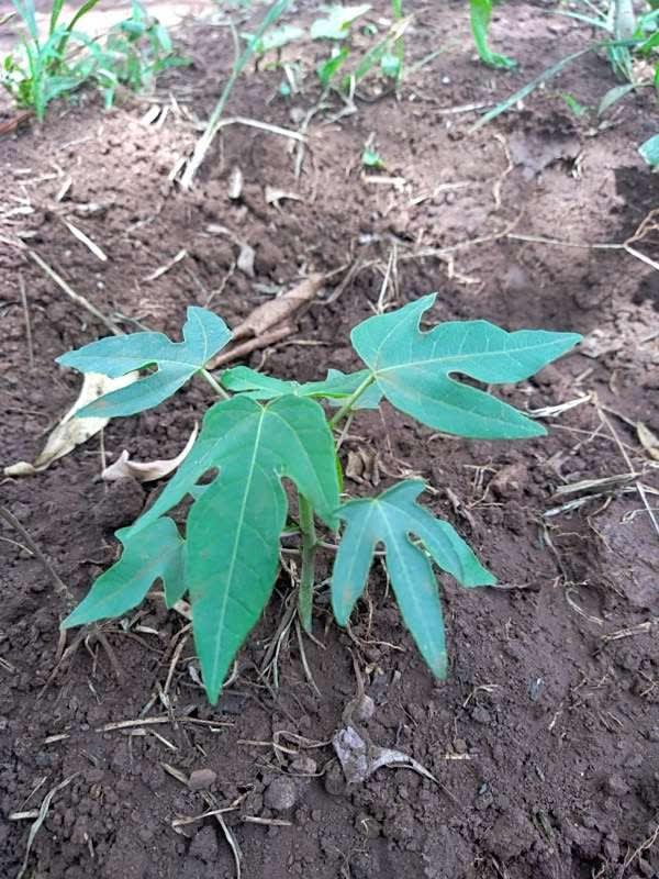 tree image