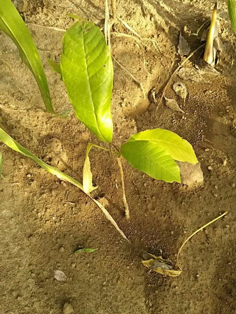 tree image