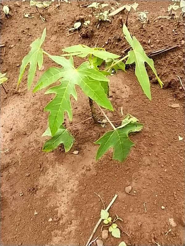 tree image