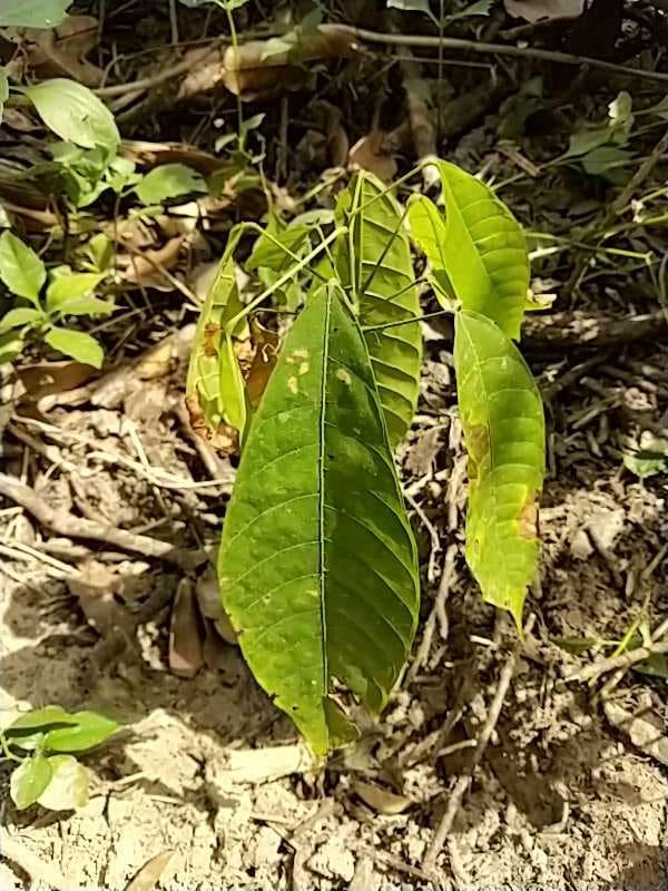 tree image