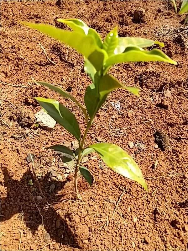 tree image