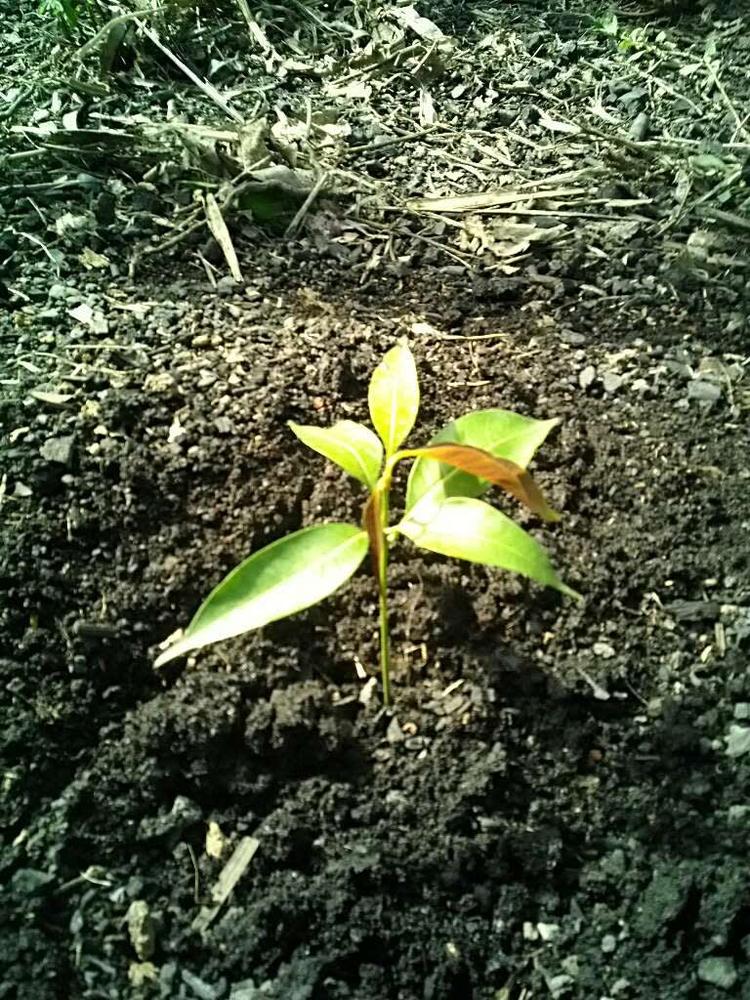 tree image