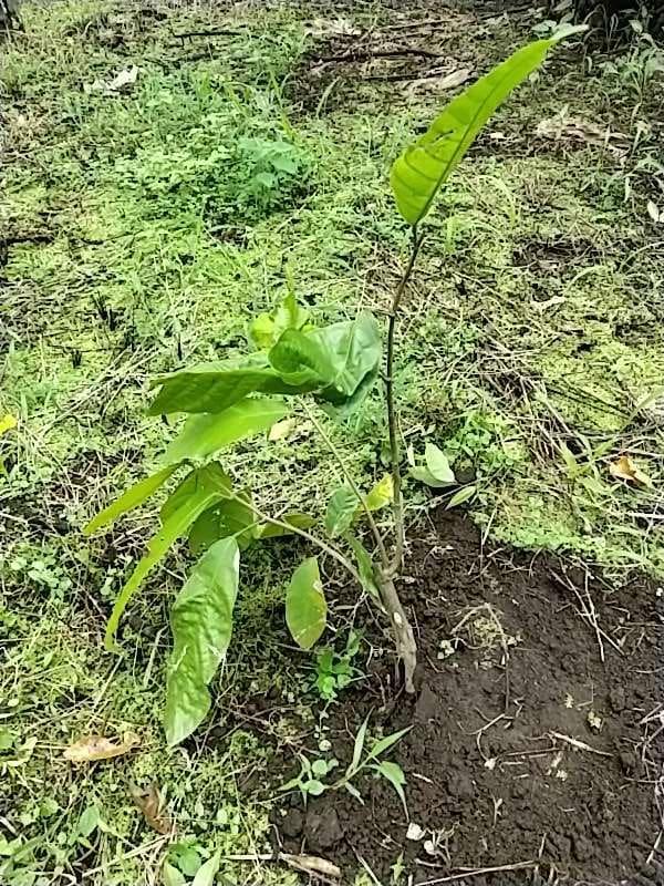 tree image