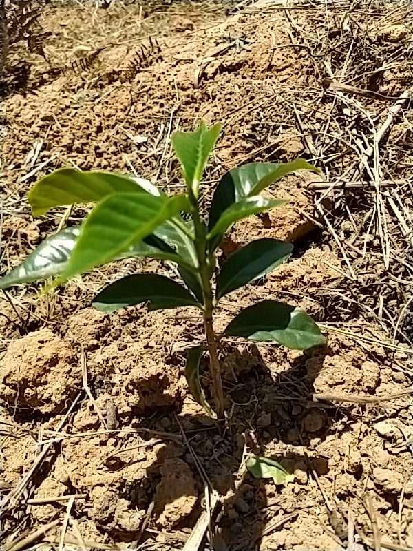 tree image