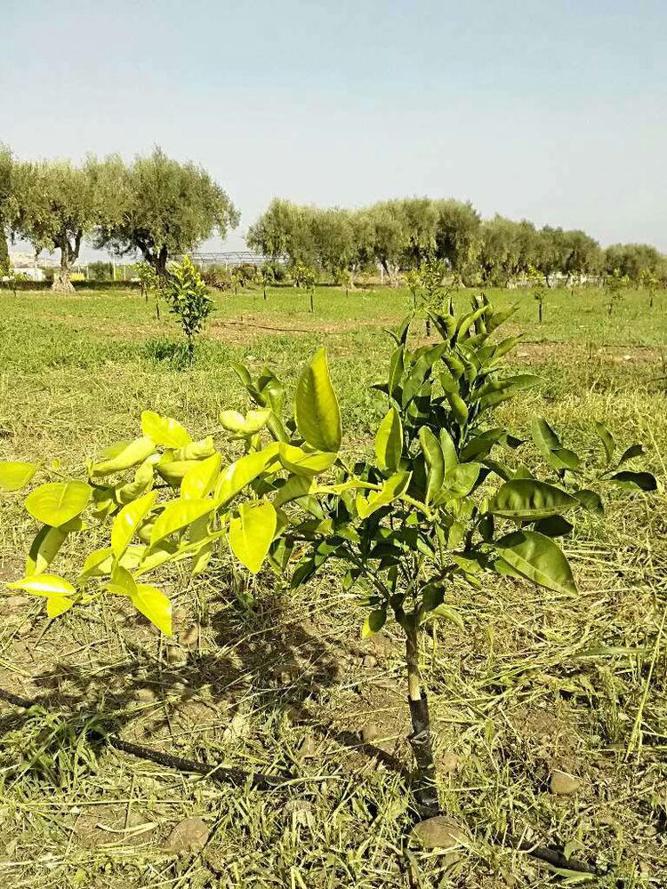 tree image