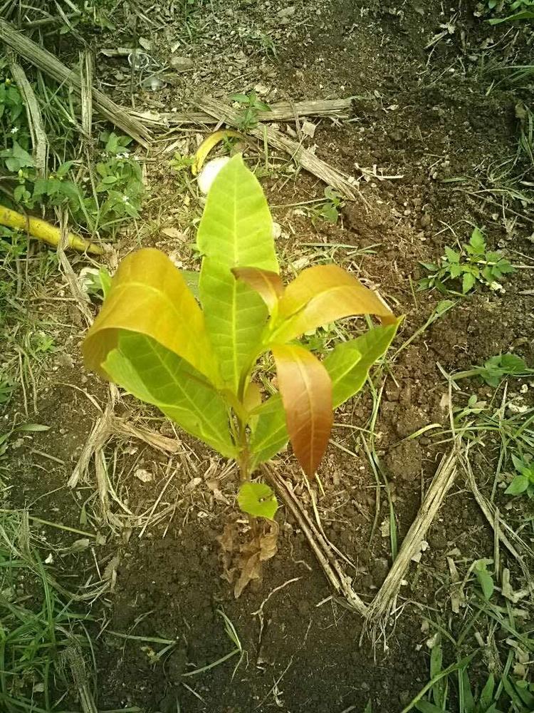 tree image