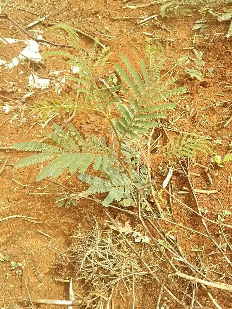 tree image