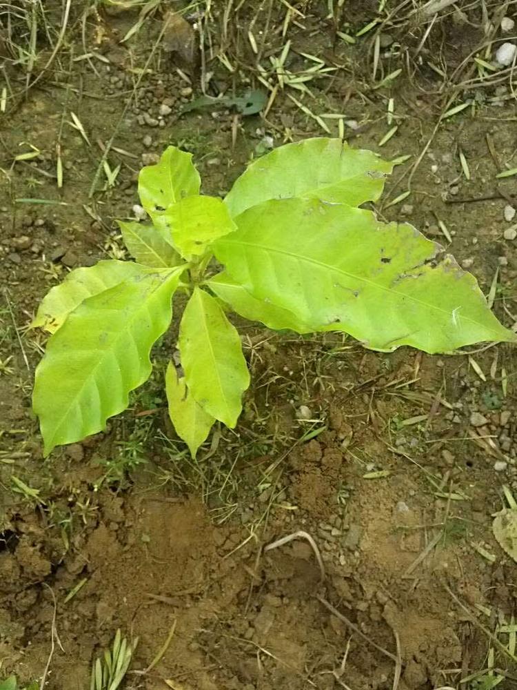 tree image