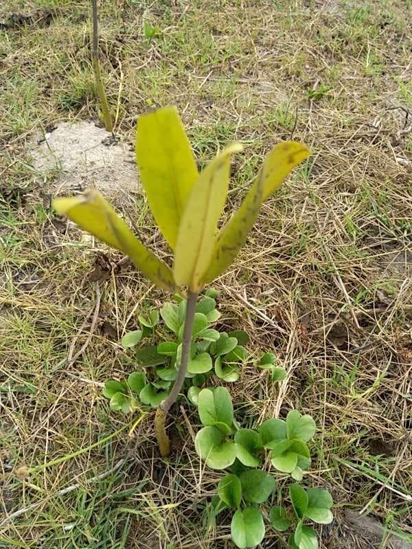 tree image