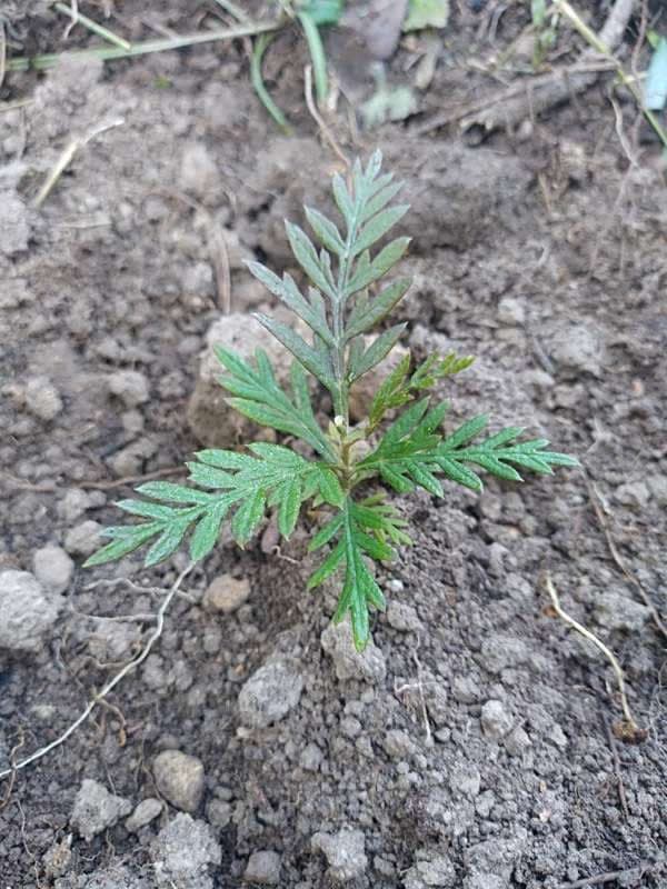 tree image