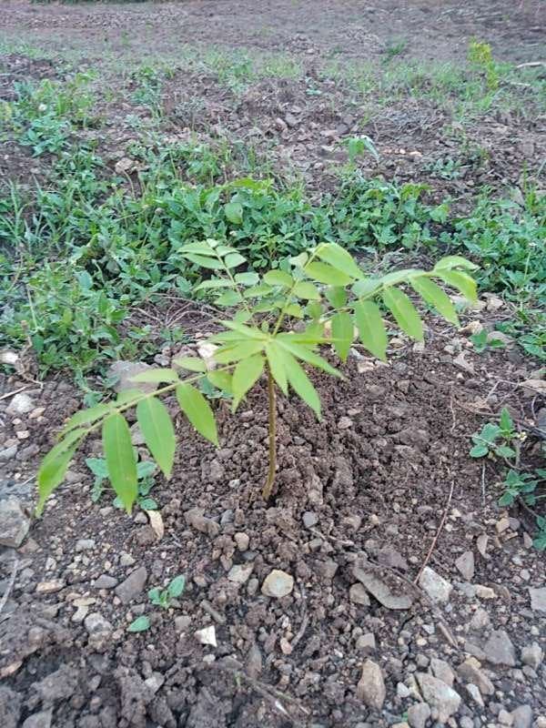 tree image