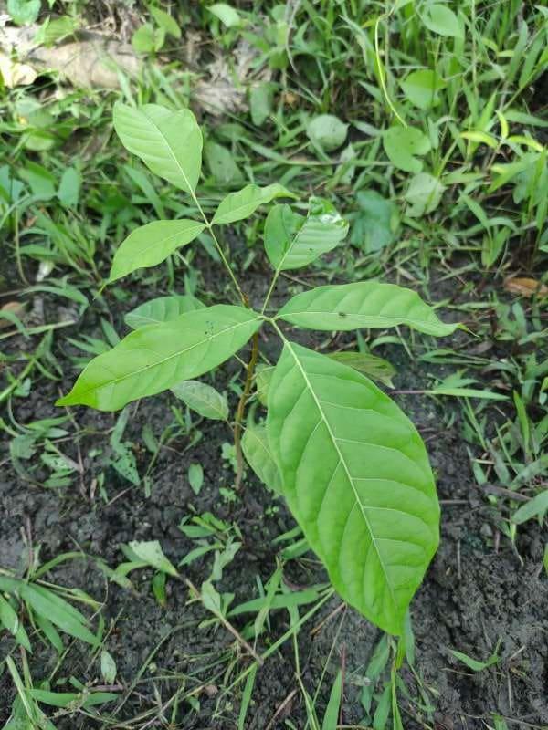 tree image