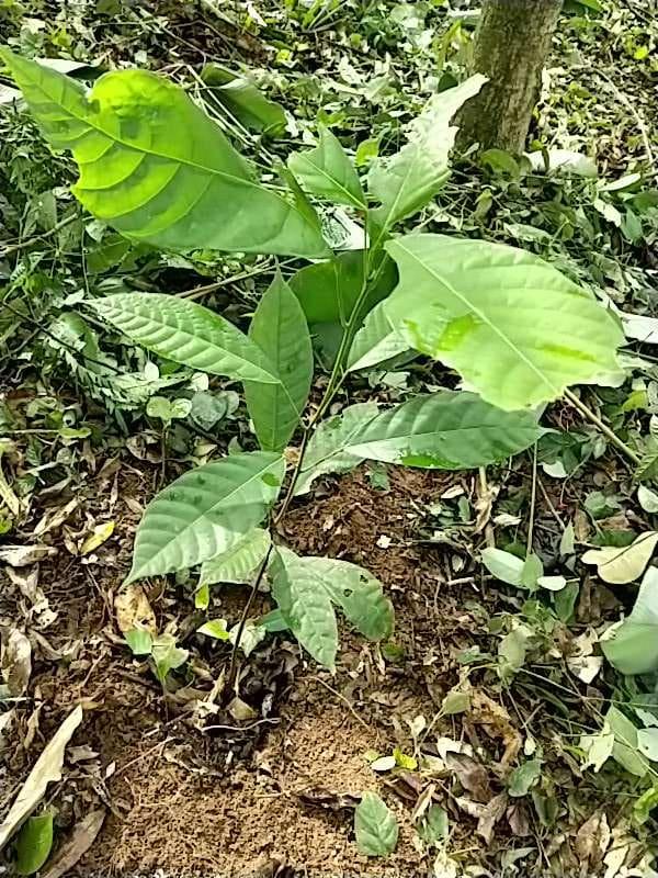 tree image