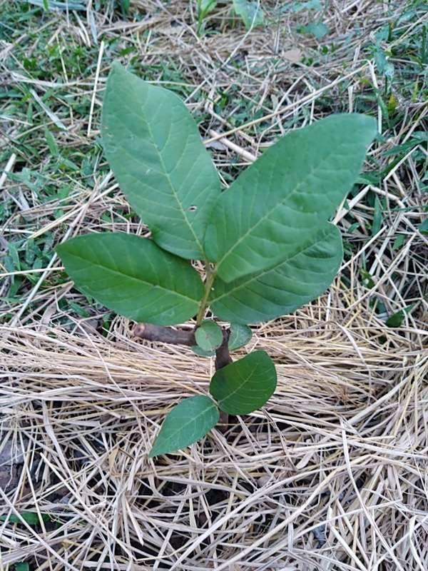 tree image