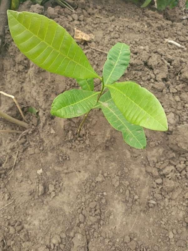 tree image