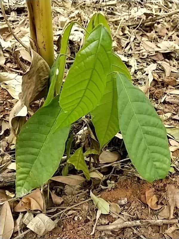 tree image