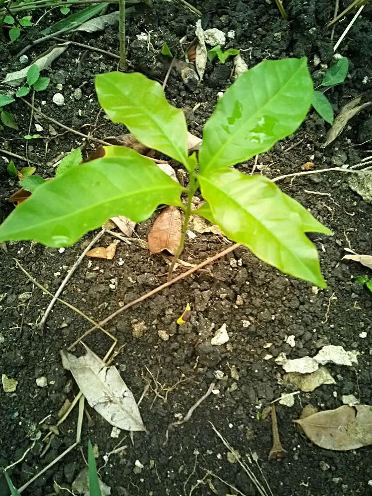 tree image