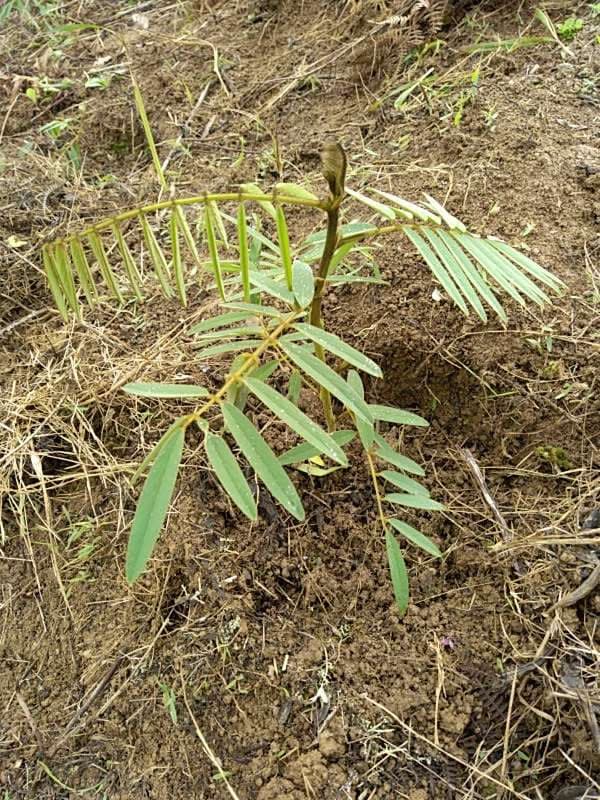 tree image