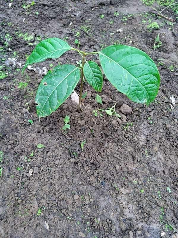tree image