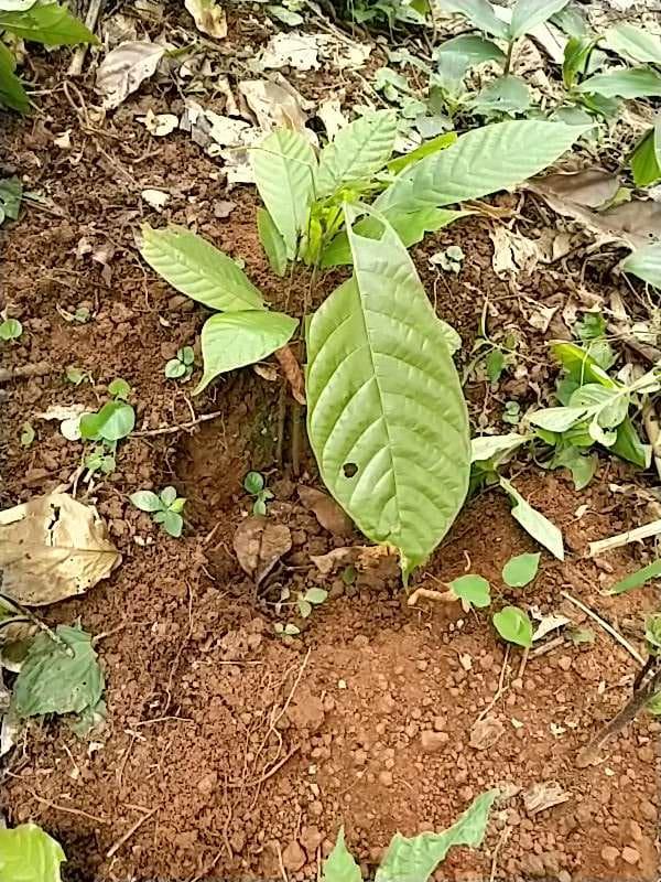 tree image