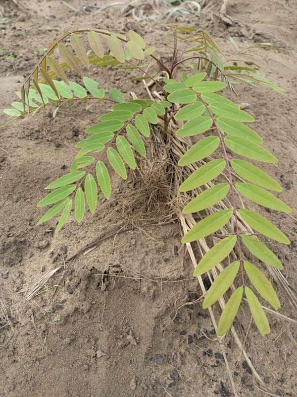 tree image