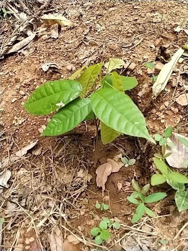 tree image