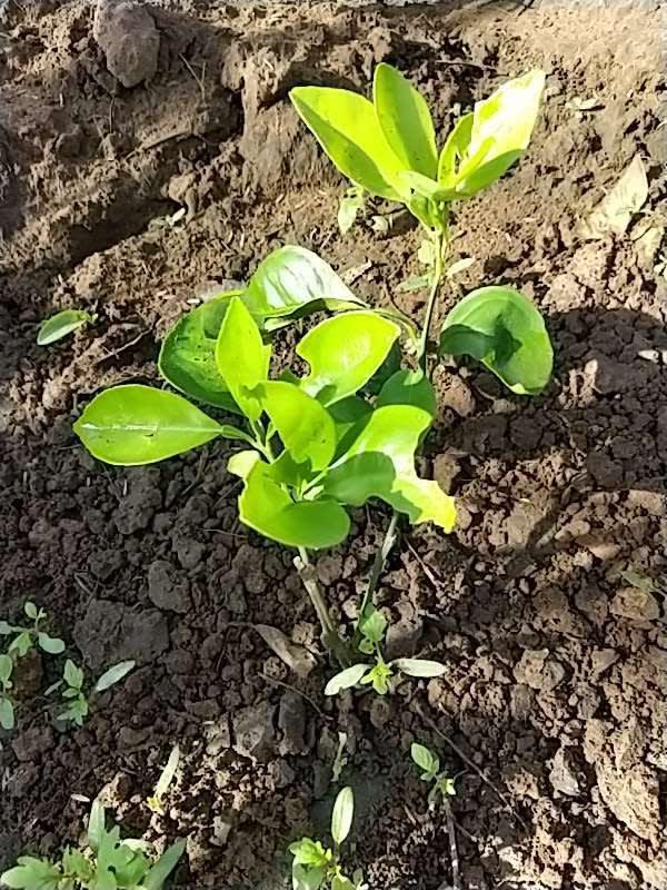 tree image