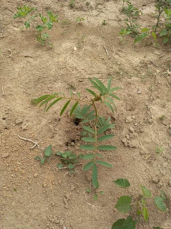 tree image