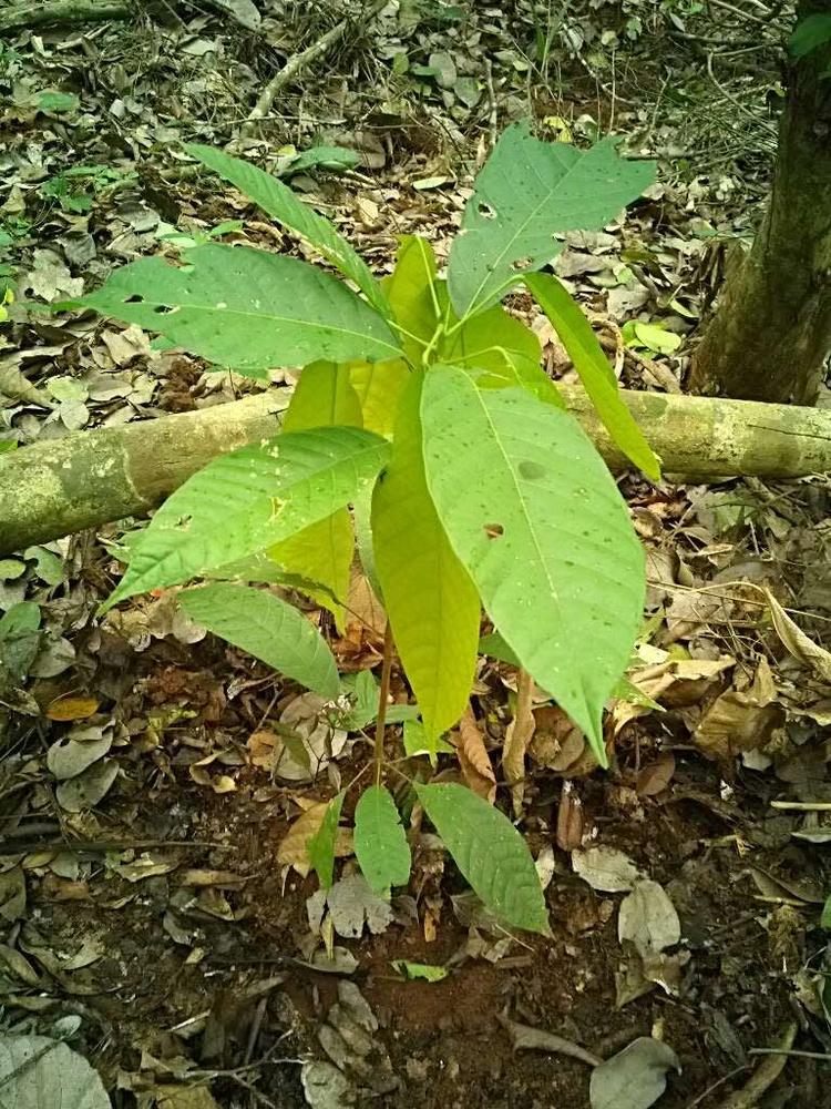 tree image