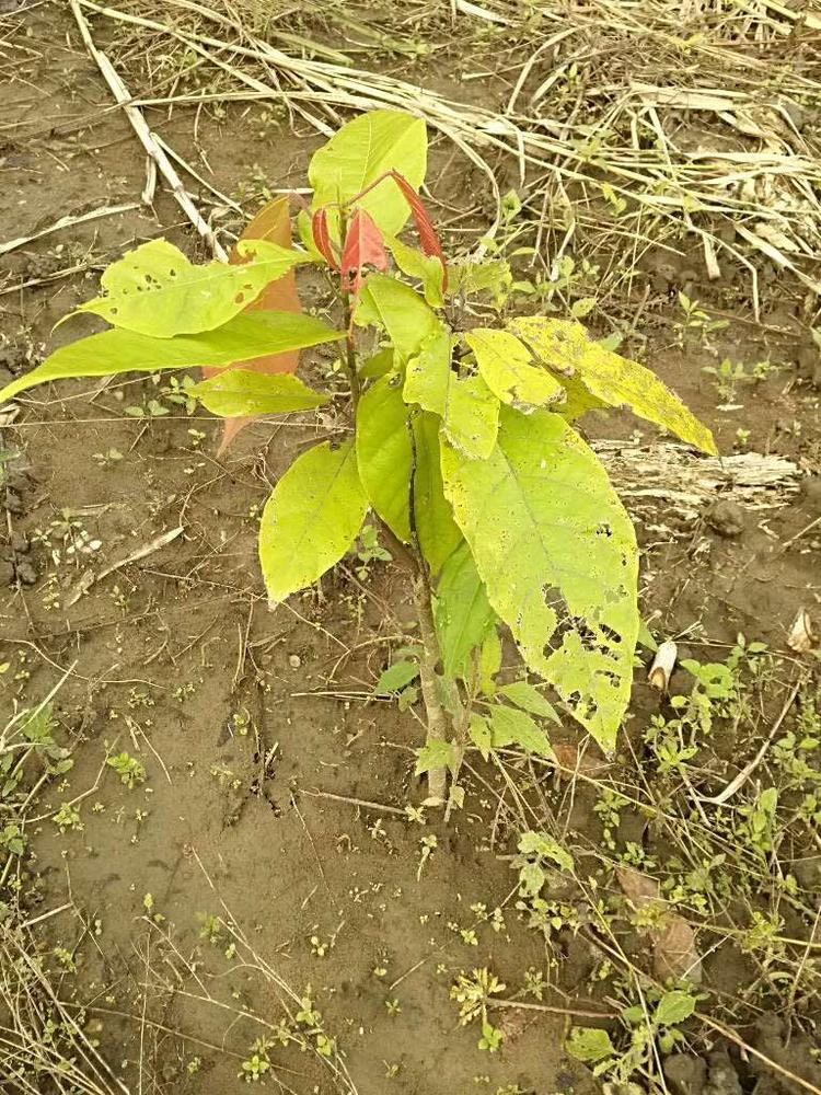 tree image