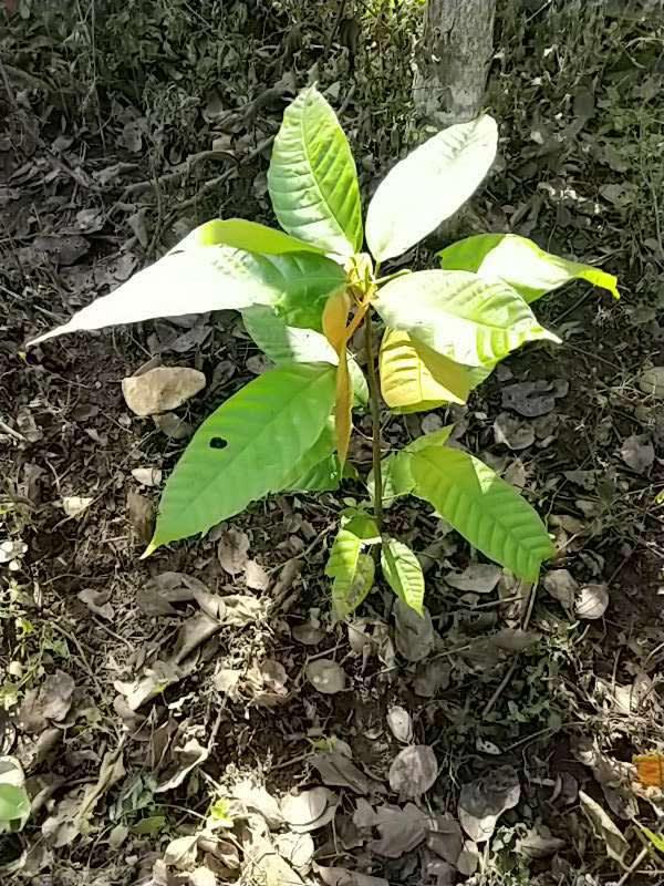 tree image