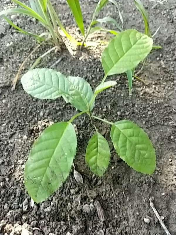 tree image