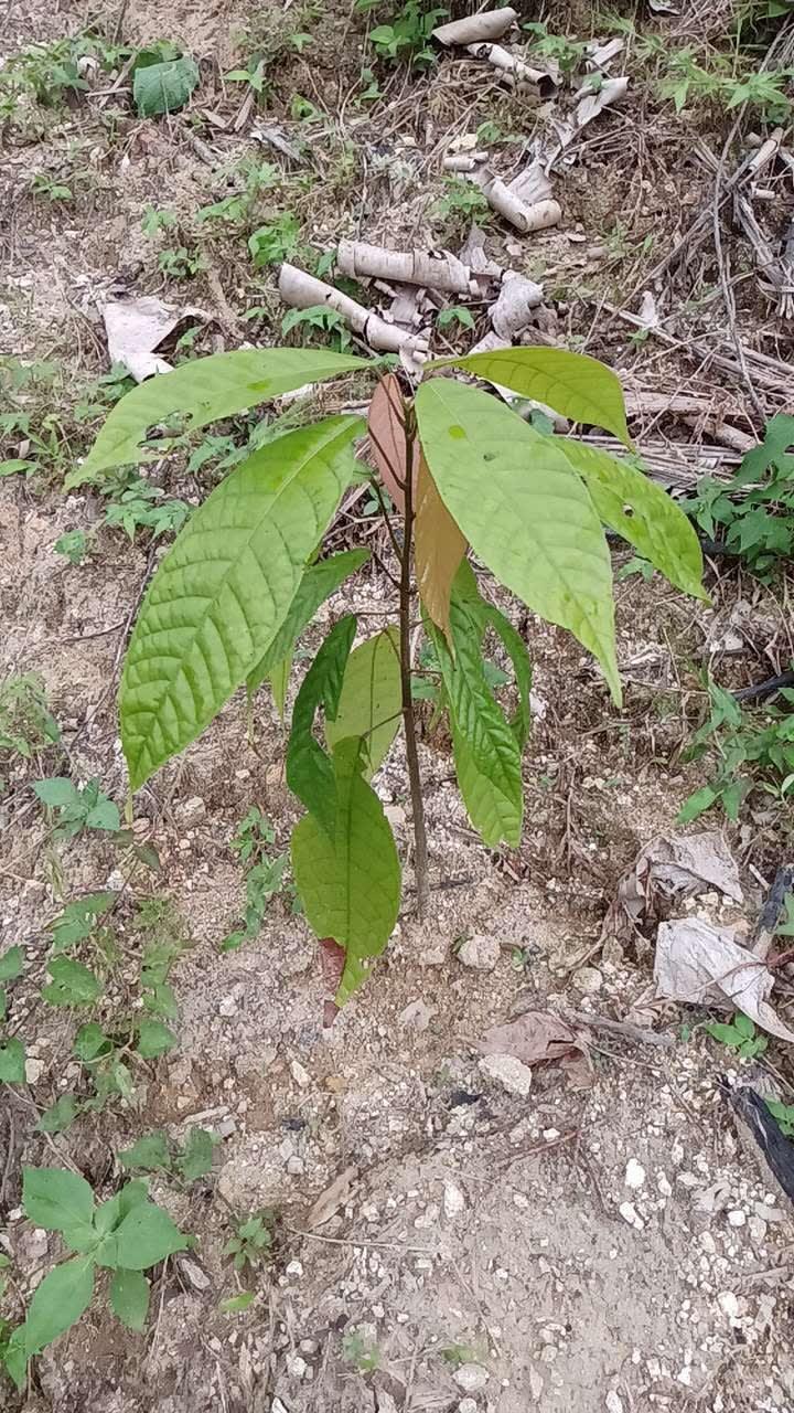 tree image