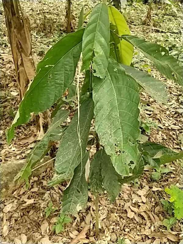 tree image