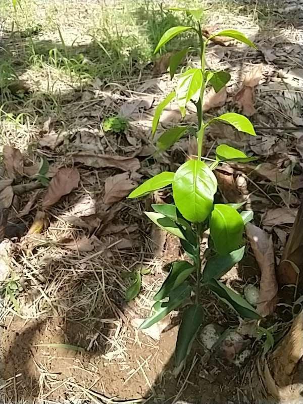 tree image