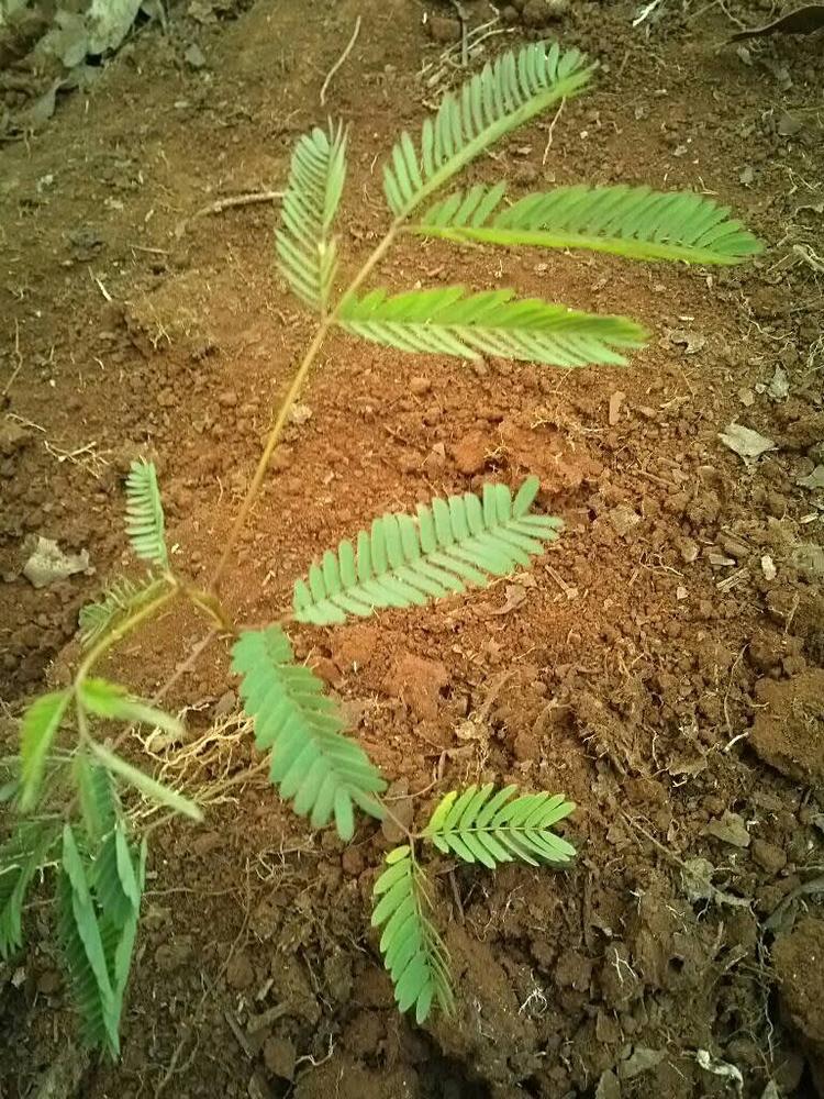tree image