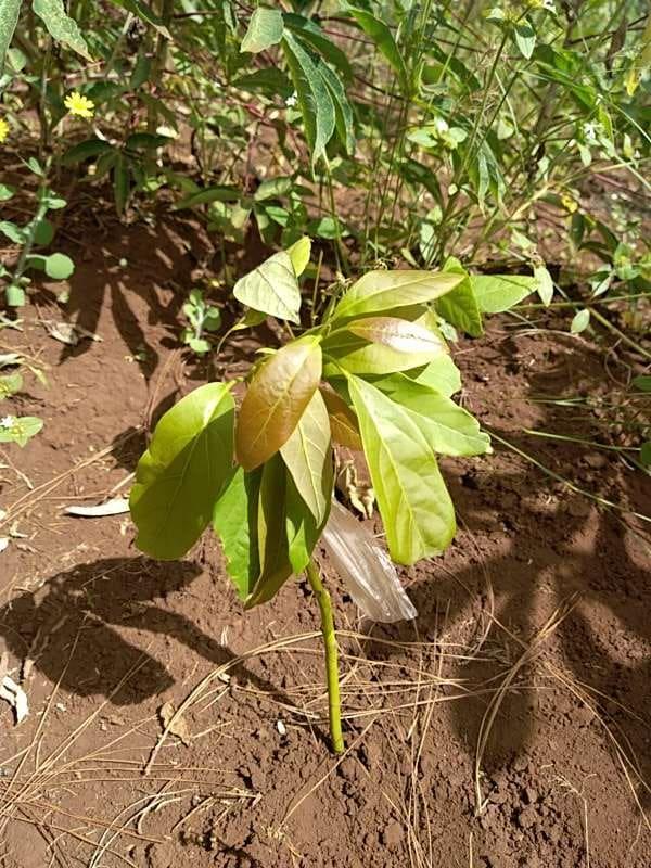 tree image