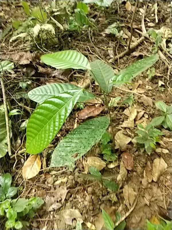 tree image