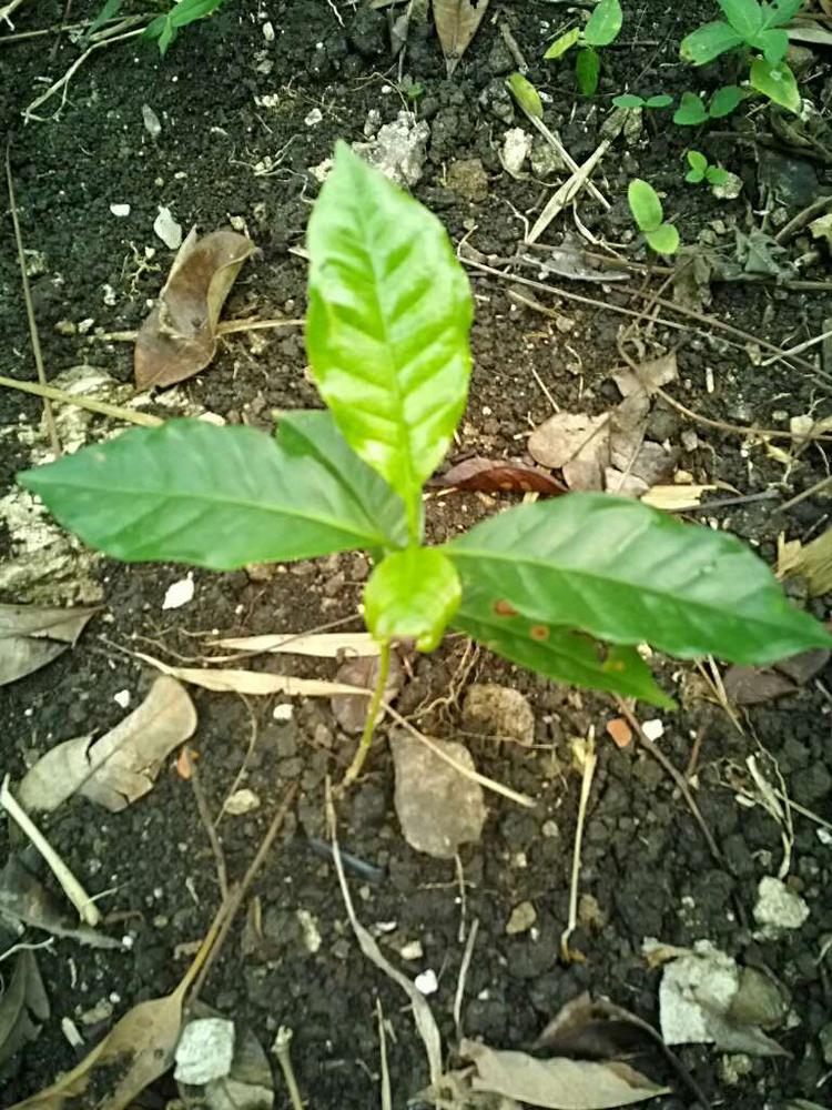 tree image