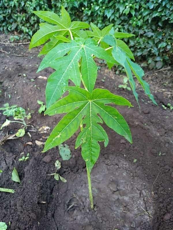 tree image