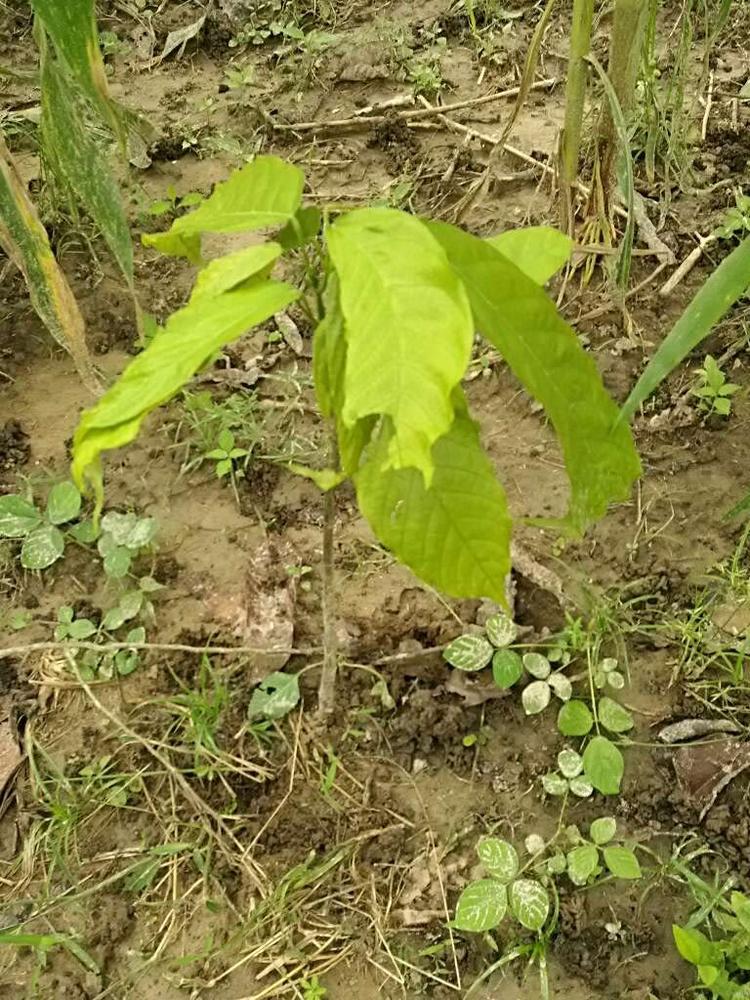 tree image