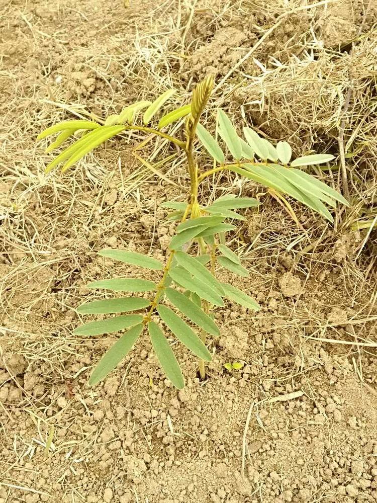 tree image
