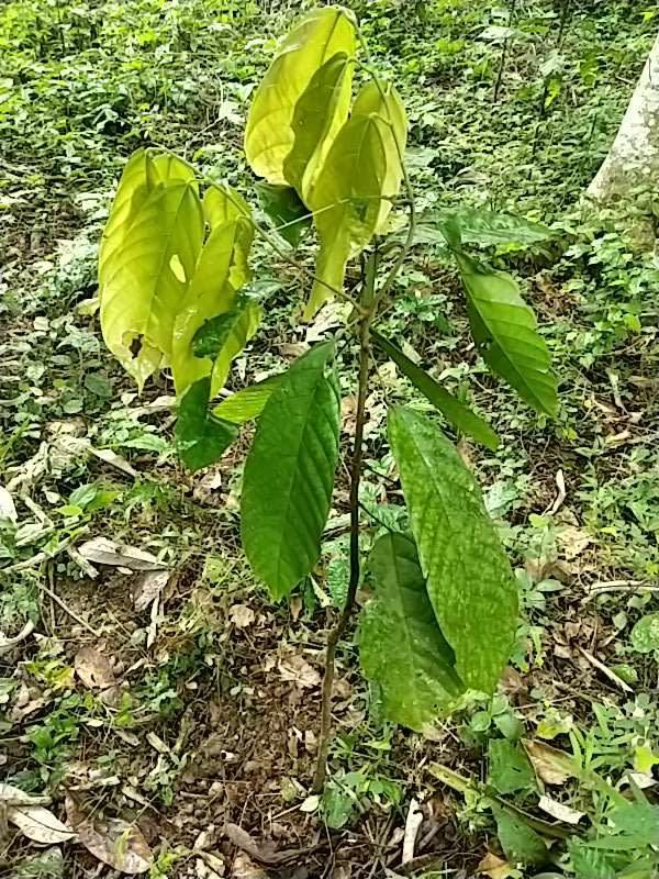 tree image