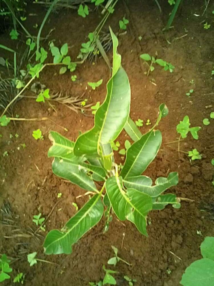 tree image