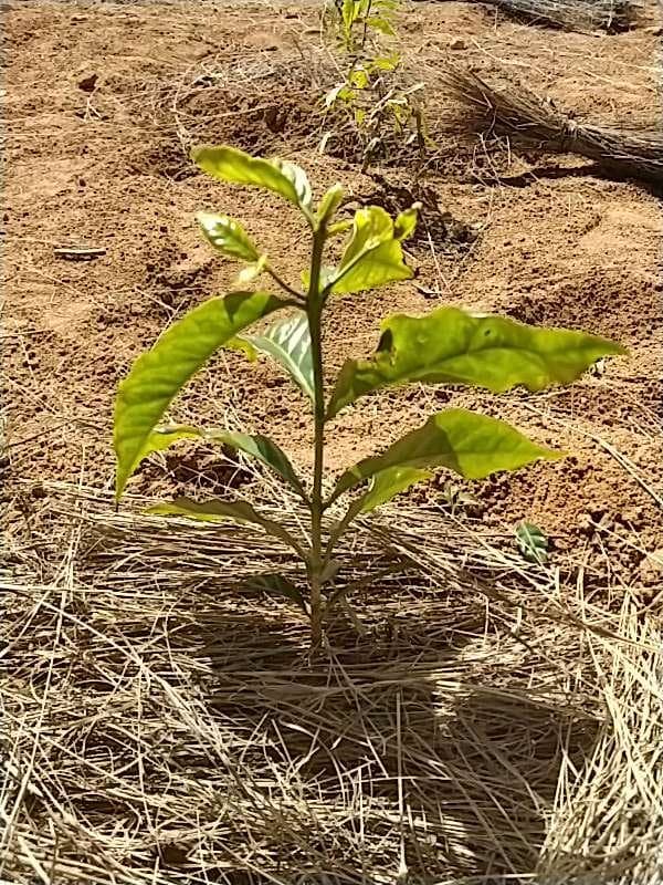 tree image