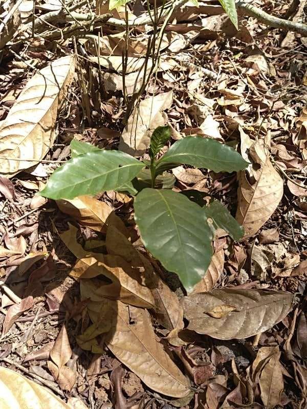 tree image