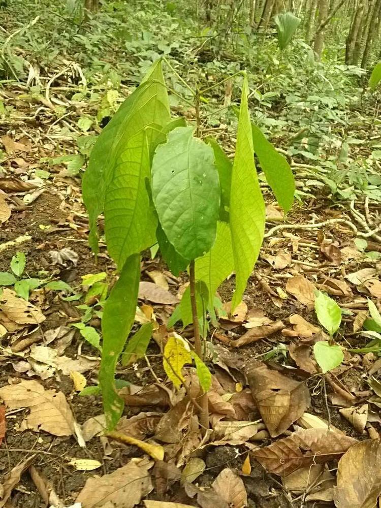 tree image