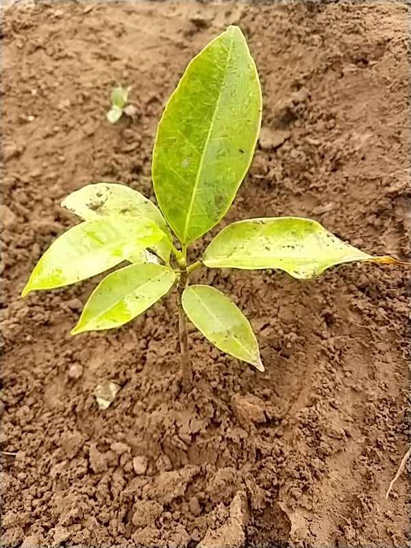 tree image