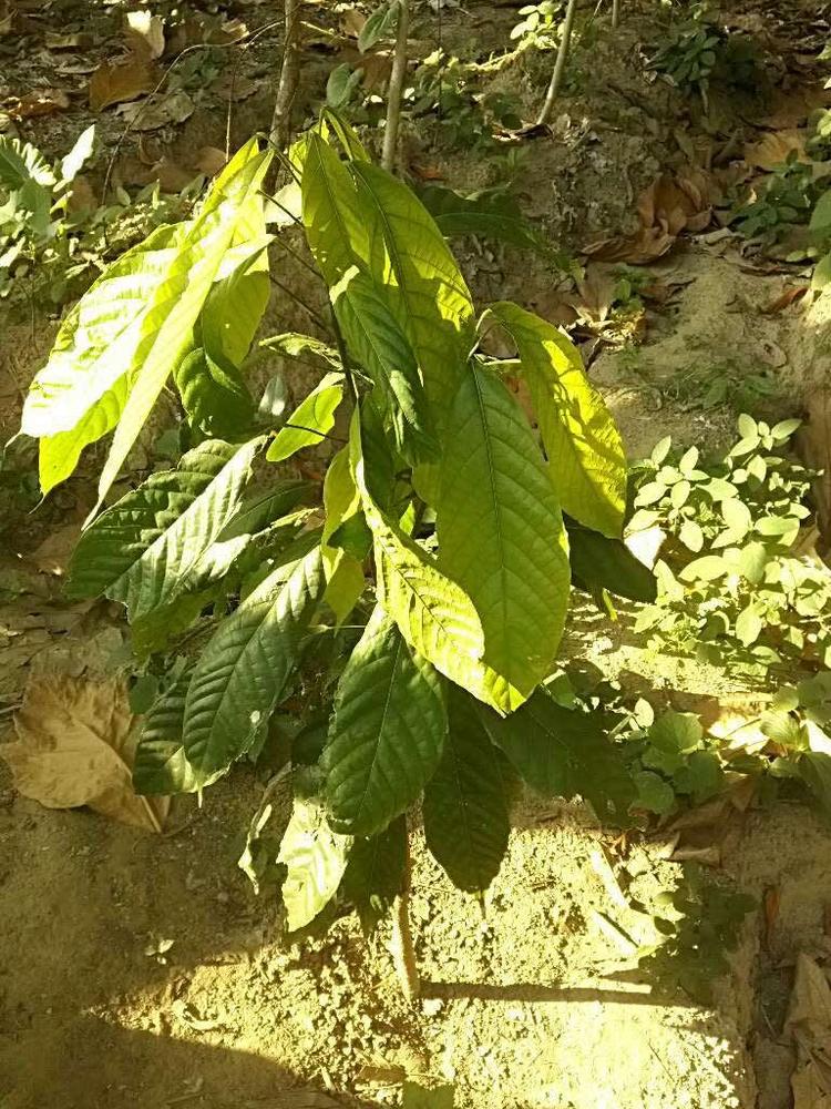 tree image
