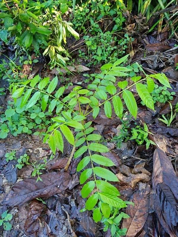 tree image